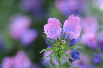 Viper's Bugloss, Echium plantagineum.