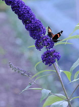 Buddleja, Buddleja davidii 'Black Knight'.