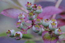 Blueberry, Vaccinium corymbosum.