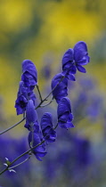 Monkshood, Aconitum napellus.