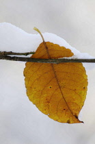 Snow, Leaf.