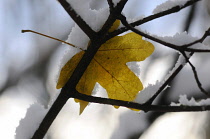 Field Maple, Acer campestre.