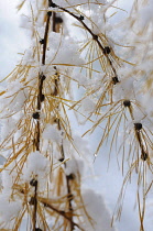 Larch, Larix decidua.