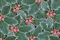 Holly, Ilex aquifolium.