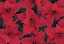 Poinsettia, Euphorbia pulcherrima.