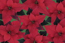 Poinsettia, Euphorbia pulcherrima.