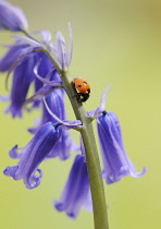 Bluebell Wood, Hyacinthoides non-scripta.