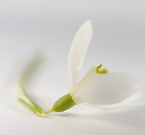 Snowdrop, Galanthus nivalis.