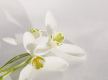 Snowdrop, Galanthus nivalis.