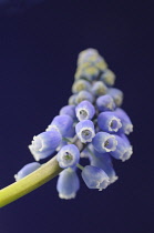 Grape Hyacinth, Muscari.