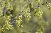 Hazel, winter hazel, Corylopsis.