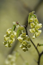 Hazel, winter hazel, Corylopsis.