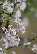 Flowering Currant, Ribes sanguineum.