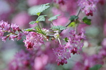 Flowering Currant, Ribes sanguineum.