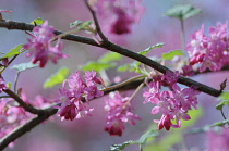 Flowering Currant, Ribes sanguineum.