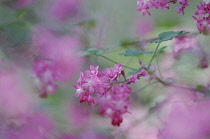 Flowering Currant, Ribes sanguineum.