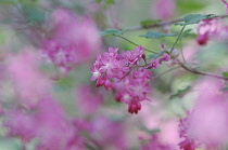 Flowering Currant, Ribes sanguineum.