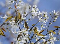 Snowymespilus, Amelanchier lamarckii.