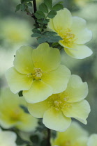 Rose, Rosa 'Canary bird'.