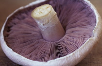 Mushroom, Psalliota bisporus.