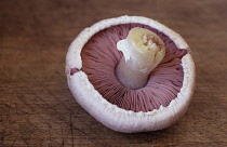 Mushroom, Psalliota bisporus.
