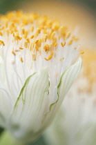 Paintbrush, Haemanthus albiflos.