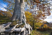 Beech, Fagus sylvatica.