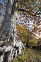 Beech, Fagus sylvatica.