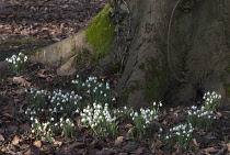 Snowdrop, Galanthus nivalis.