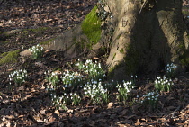 Snowdrop, Galanthus nivalis.