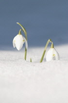 Snowdrop, Galanthus nivalis.