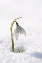 Snowdrop, Galanthus nivalis.