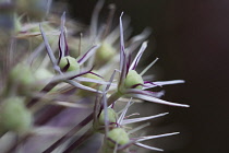 Allium, Allium christophii.