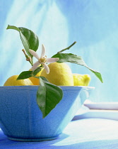 Lemon, Citrus limon.