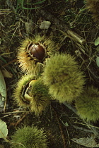 Chestnut, Sweet chestnut, Castanea sativa.