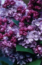 Lilac, Syringa.