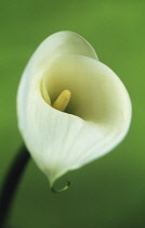 Lily, Arum lily, Calla lily, Zantedeschia.