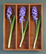 Hyacinth, Hyacinthus.