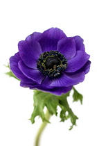 Anemone.