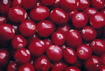 Cranberry, Vaccinium oxycoccos.