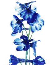 Delphinium.