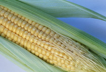 Sweetcorn, Zea mays.