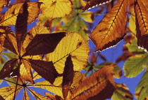 Chestnut, Sweet chestnut, Castanea sativa.