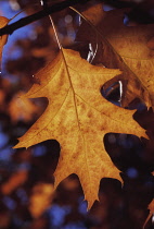 Oak, Quercus robur.