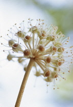 Fatsia, Fatsia japonica.