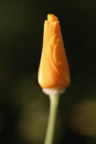 Poppy, Californian poppy, Eschscholzia californica.