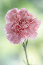 Carnation, Dianthus.