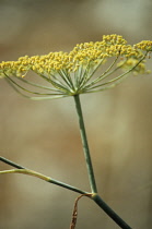 Fennel, Foeniculum vulgare.