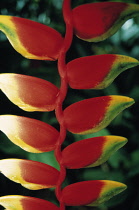 Heliconia.