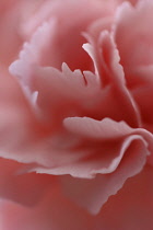 Carnation, Dianthus.